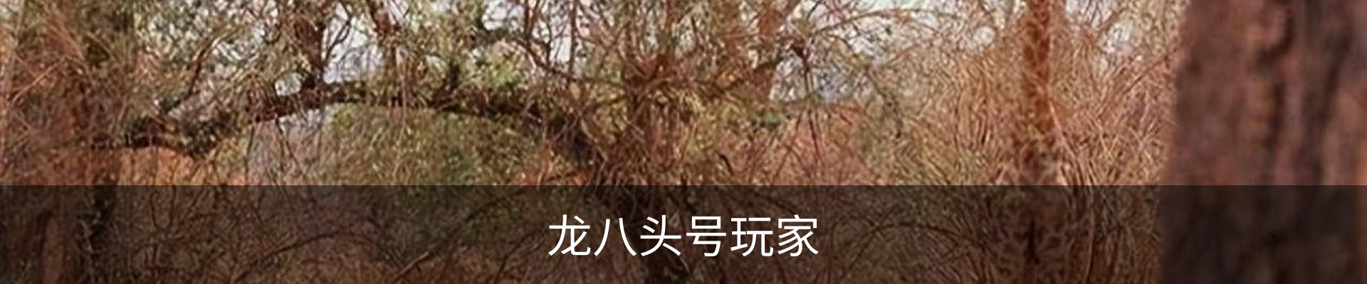 龙八头号玩家